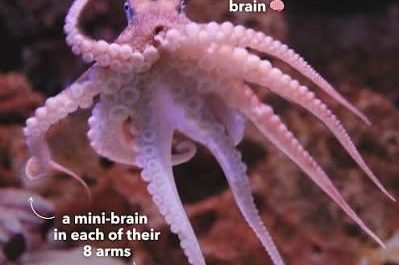 Octopuses have nine brains: An octopus has a central brain, plus a mini-brain in each of its eight arms, allowing the limbs to make independent decisions while hunting or navigating.
