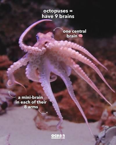 Octopuses have nine brains: An octopus has a central brain, plus a mini-brain in each of its eight arms, allowing the limbs to make independent decisions while hunting or navigating.