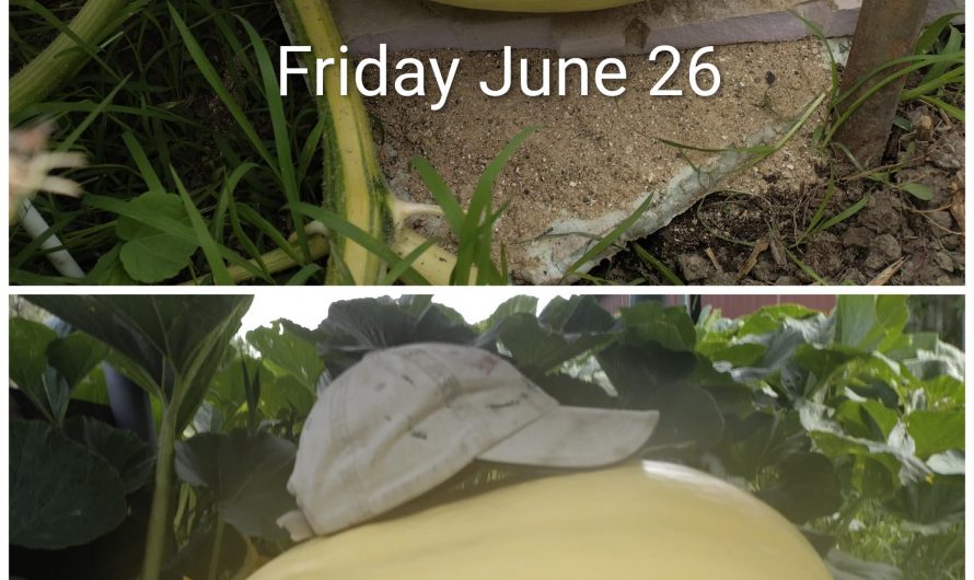 One week of giant pumpkin growth. Same hat in both pics.