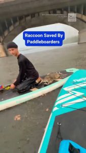 Paddleboarders rescue a drowning raccoon from a lake in Texas