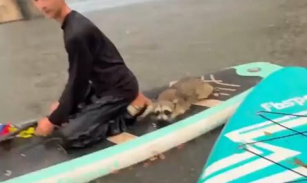 Paddleboarders rescue a drowning raccoon from a lake in Texas