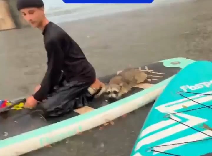 Paddleboarders rescue a drowning raccoon from a lake in Texas