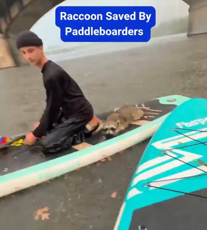 Paddleboarders rescue a drowning raccoon from a lake in Texas
