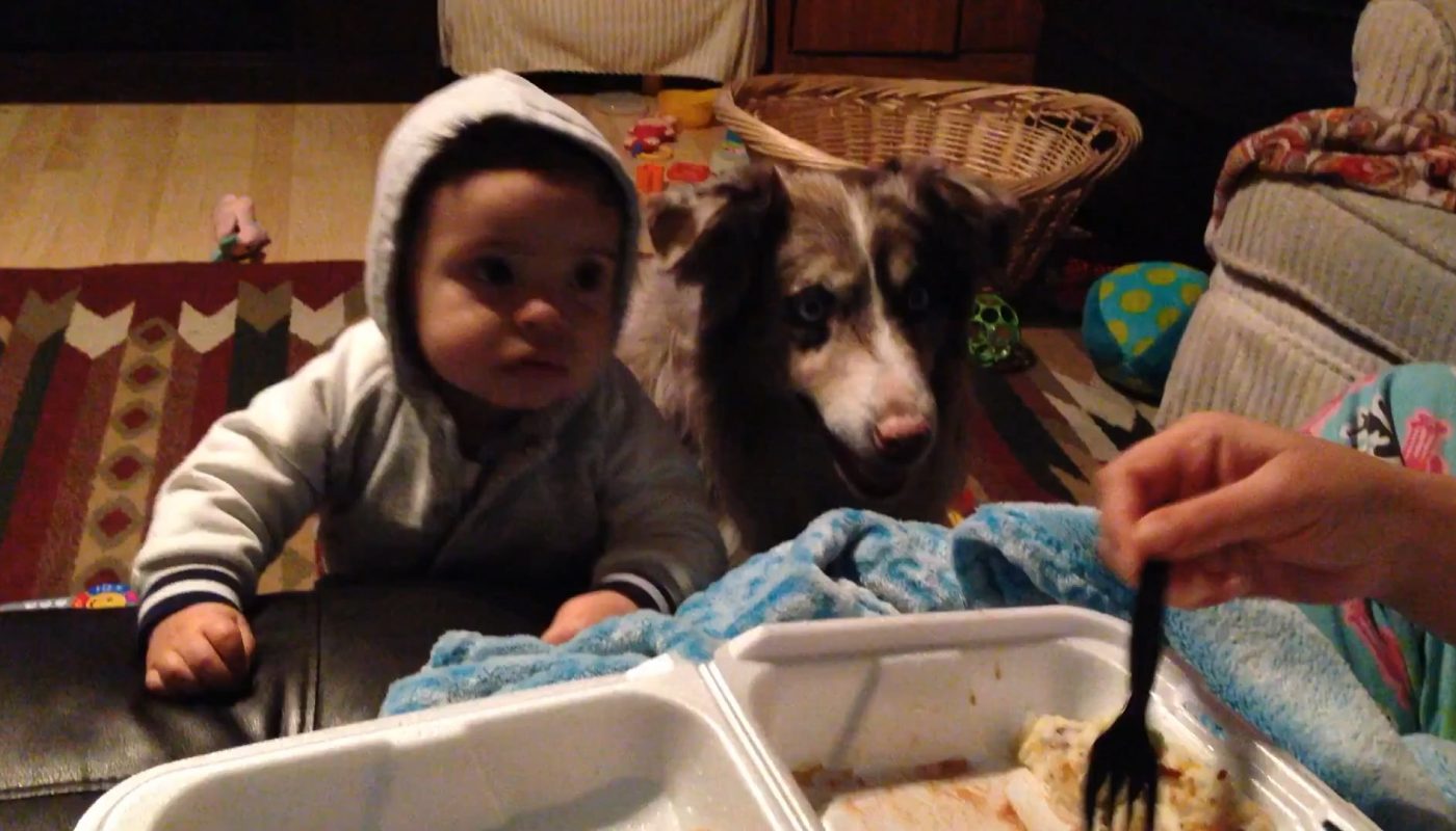 Parents were trying to teach their baby to say ‘mama’ but their dog ended up saying it first