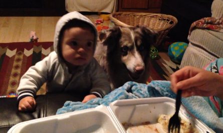 Parents were trying to teach their baby to say ‘mama’ but their dog ended up saying it first