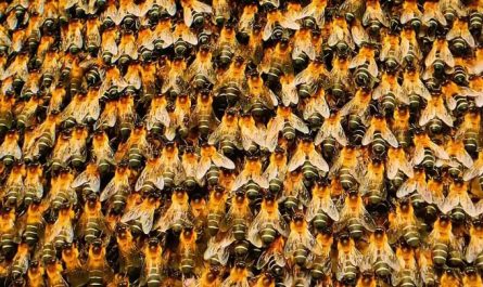 Peak Cinema!- Better than any documentary i've ever seen. Source: "Secret of the Bees" by National Geographic