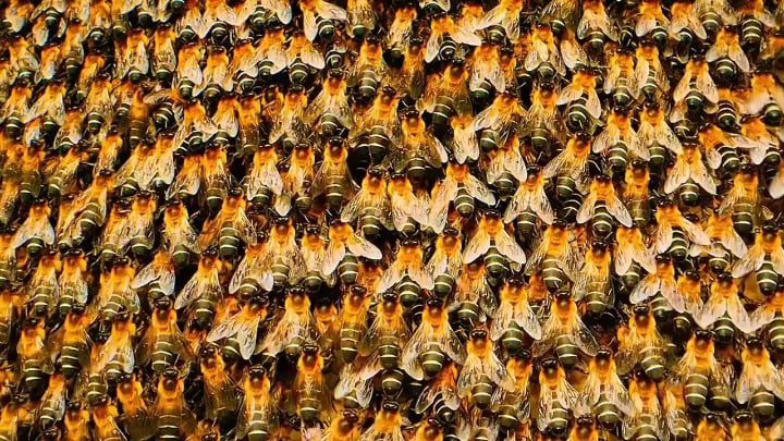Peak Cinema!- Better than any documentary i've ever seen. Source: "Secret of the Bees" by National Geographic