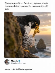 Photograph of a male peregrine falcon taken by Scott Sessions