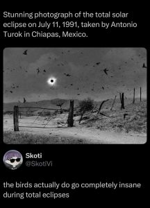Photograph of the solar eclipse on July 11 1991, taken by Antonio Turok in Mexico