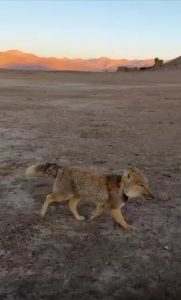 Photographer Peter Yan captures a rare sighting of a Tibetan Fox.