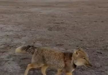 Photographer Peter Yan captures a rare sighting of a Tibetan Fox.