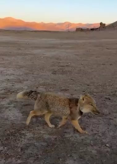 Photographer Peter Yan captures a rare sighting of a Tibetan Fox.
