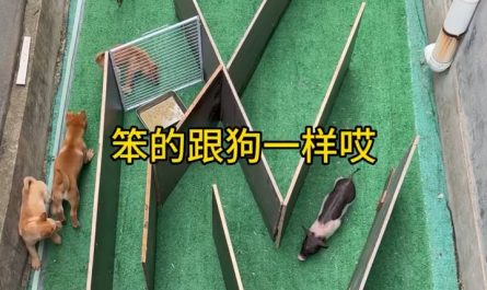 Pig beats a group of puppies in a maze food-finding challenge