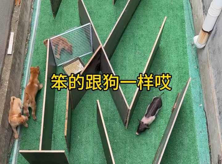 Pig beats a group of puppies in a maze food-finding challenge