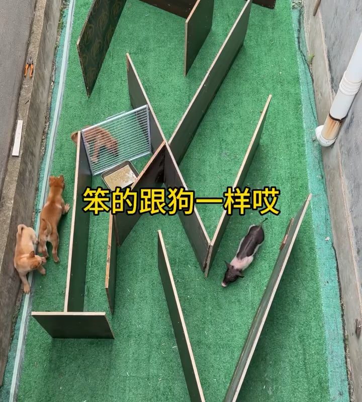 Pig beats a group of puppies in a maze food-finding challenge