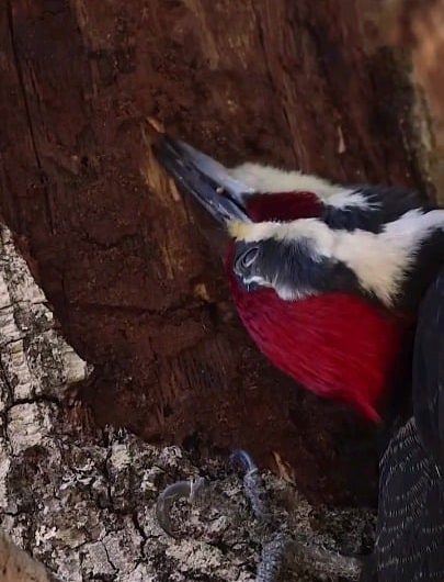 Pileated Woodpecker feasting on termites under tree bark.