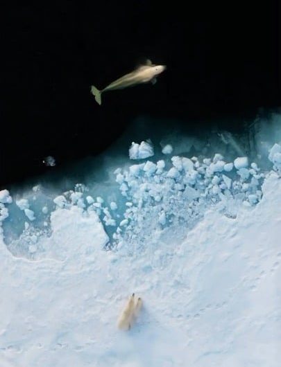 Polar bear tries to hunt Belunga Whale in Arctic pack ice.