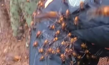 Professionals Harvesting Massive Hornet Nests