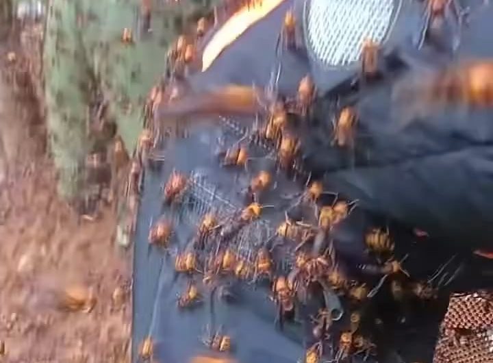 Professionals Harvesting Massive Hornet Nests