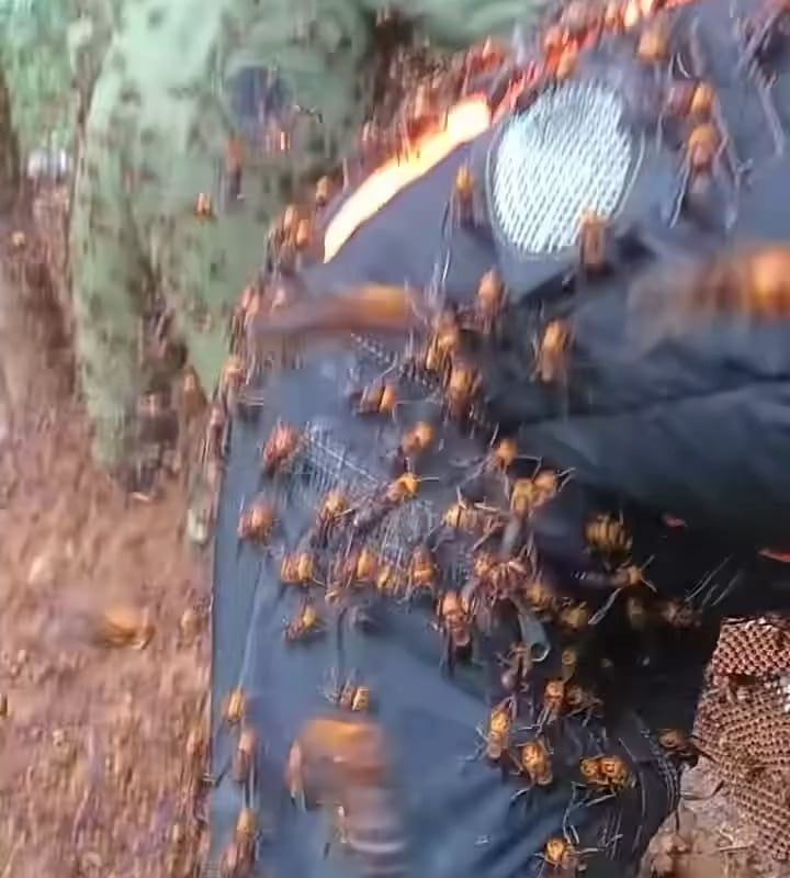 Professionals Harvesting Massive Hornet Nests