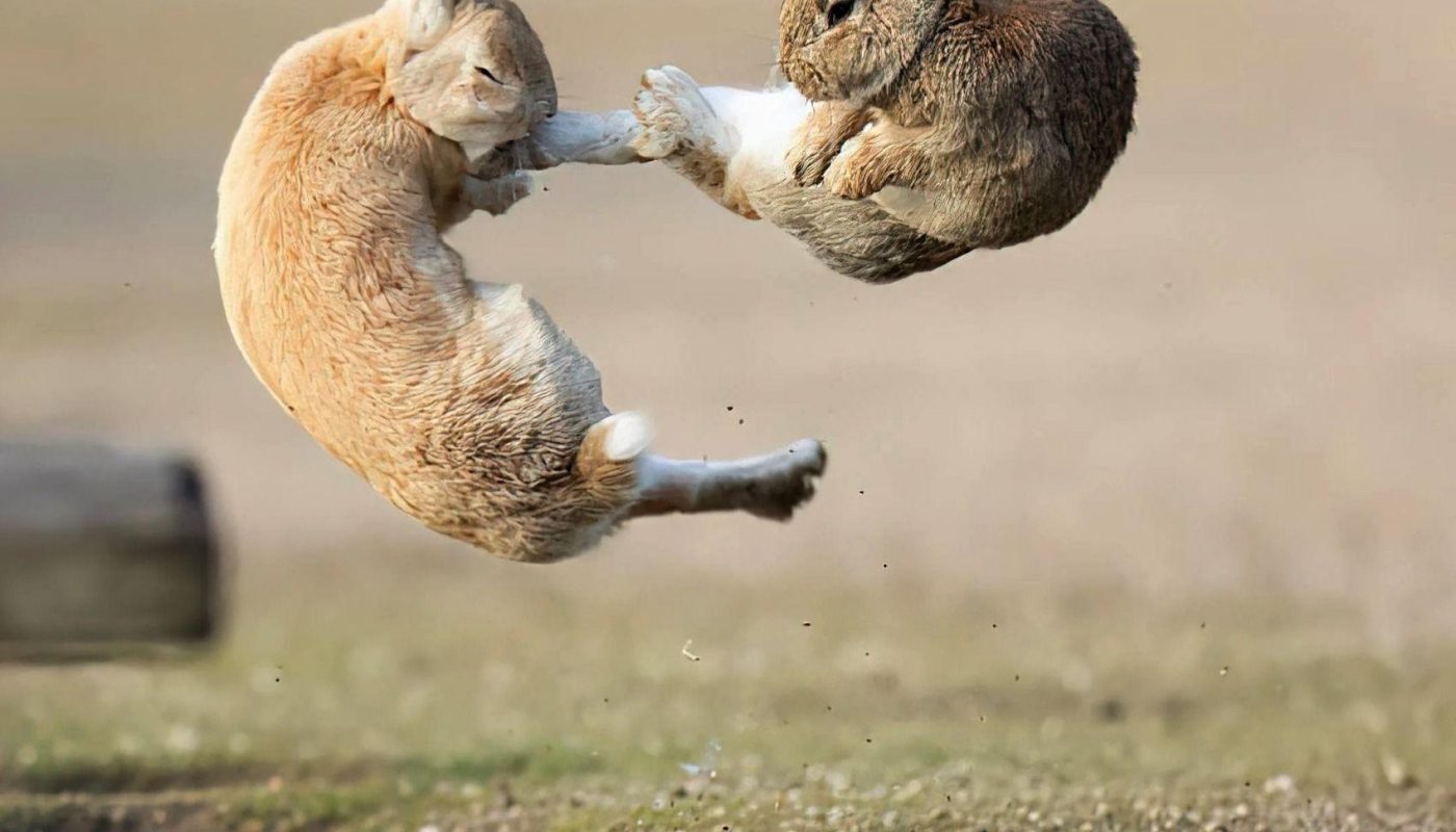 Rabbits fighting mid-air in Japan photographed by Mora Nakamura