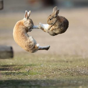 Rabbits fighting mid-air in Japan photographed by Mora Nakamura