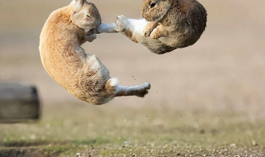 Rabbits fighting mid-air in Japan photographed by Mora Nakamura