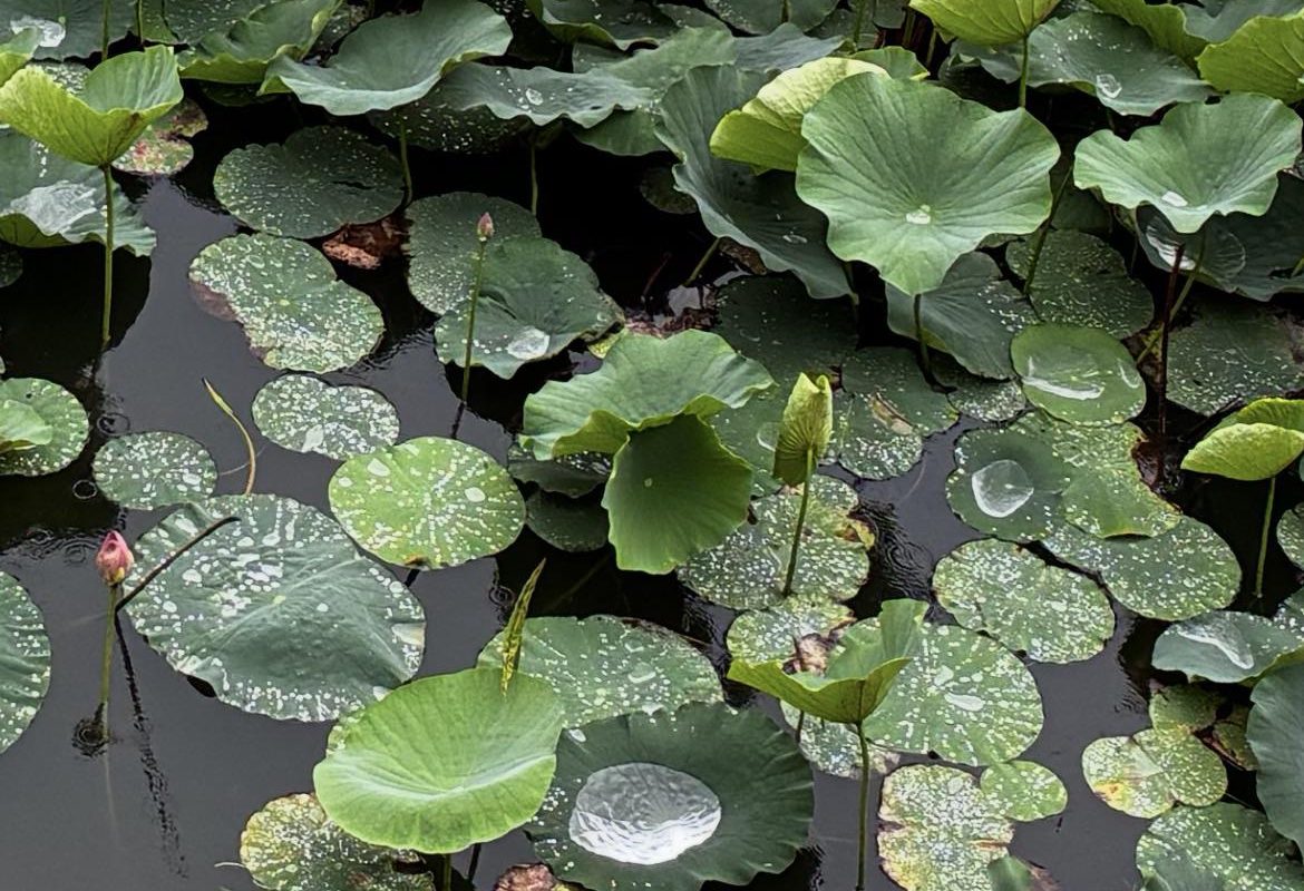 Rainwater collecting on lotus flower leaves
