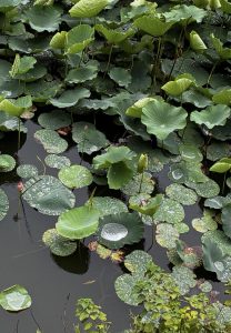 Rainwater collecting on lotus flower leaves