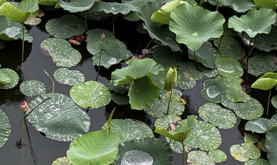 Rainwater collecting on lotus flower leaves