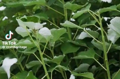 Ramie grass linen also known as Xaibu