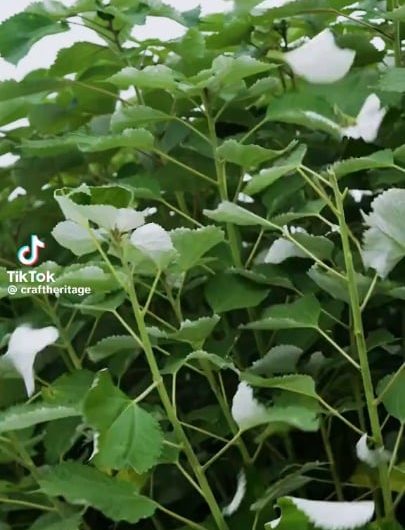Ramie grass linen also known as Xaibu