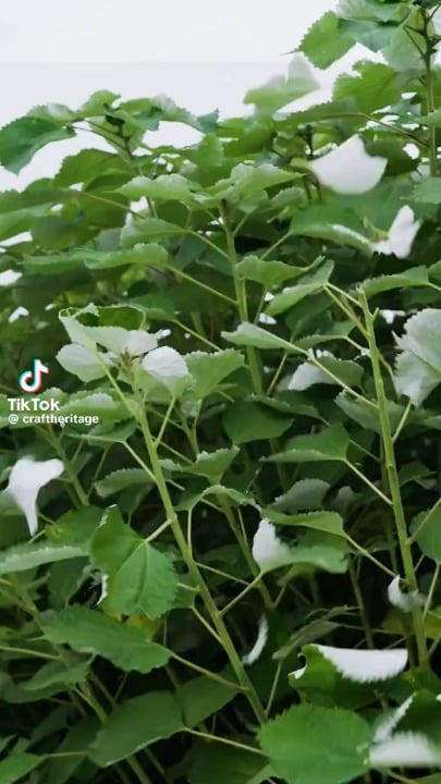 Ramie grass linen also known as Xaibu