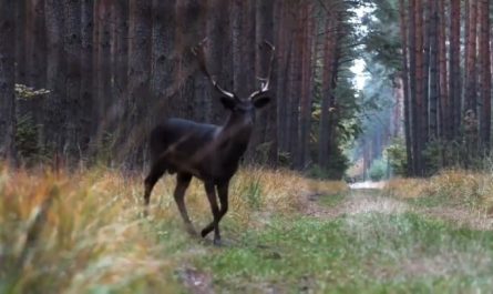 Rare black deer spotted in Poland's Barycz Valley