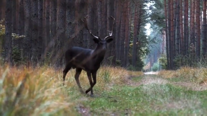 Rare black deer spotted in Poland's Barycz Valley
