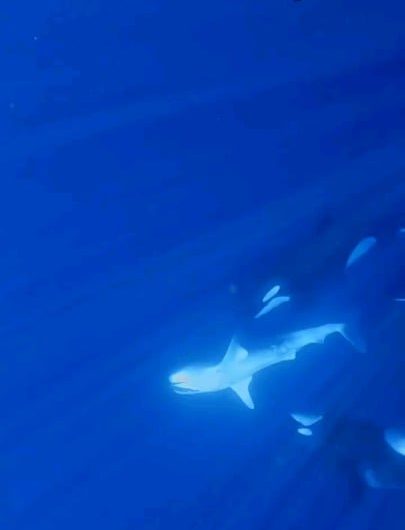 Rare sighting of killer whales hunting a whale shark, to feed on its enormous, nutrient-rich liver.