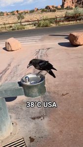 Raven Politely Asks Man for Water