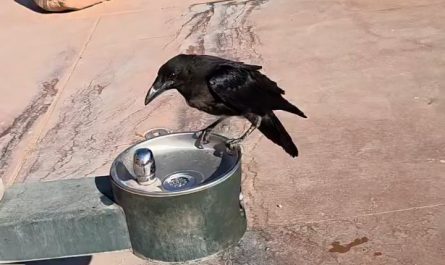 Raven Politely Asks Man for Water