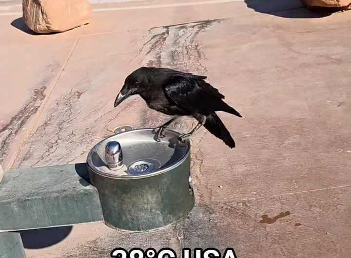 Raven Politely Asks Man for Water
