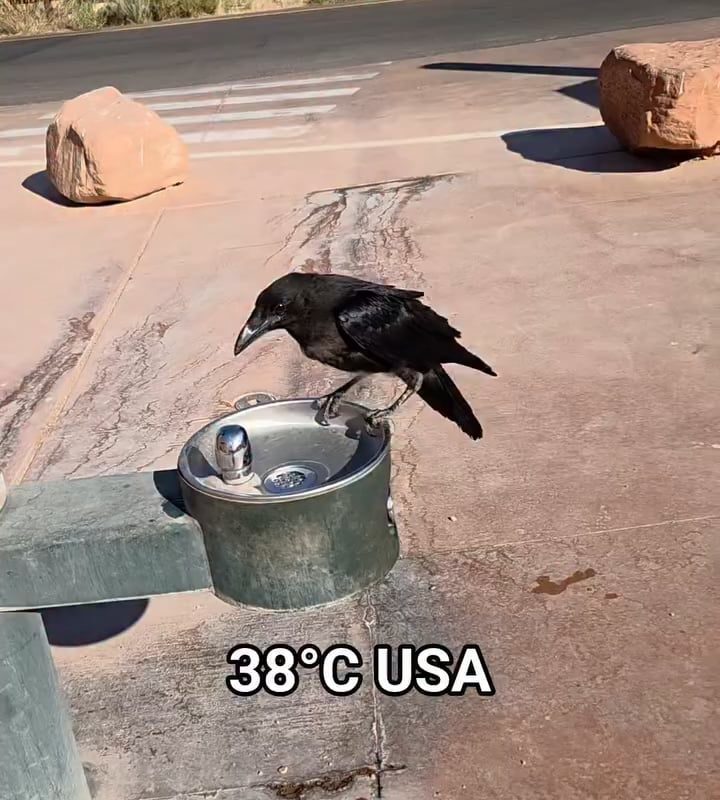 Raven Politely Asks Man for Water