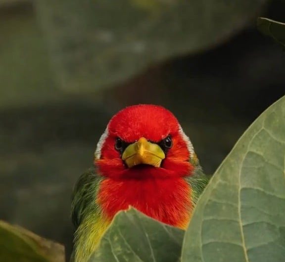 Red Headed Barbet(Angry looking bird)