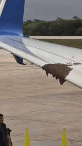 Removing Bees from a Wing