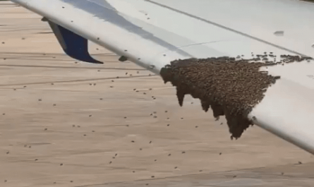 Removing Bees from a Wing