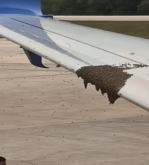 Removing Bees from a Wing