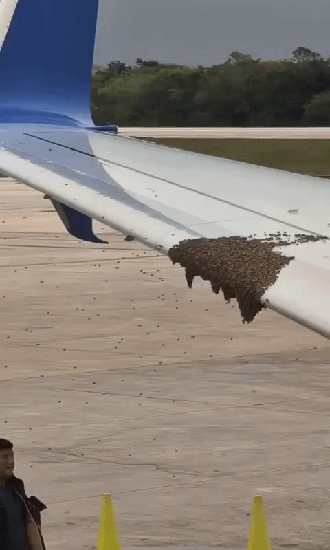 Removing Bees from a Wing