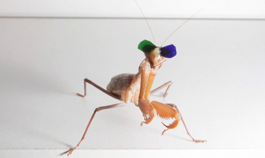 Researchers at Newcastle University used tiny 3D glasses to demonstrate that praying mantises use stereoscopic vision to judge distance when hunting prey.