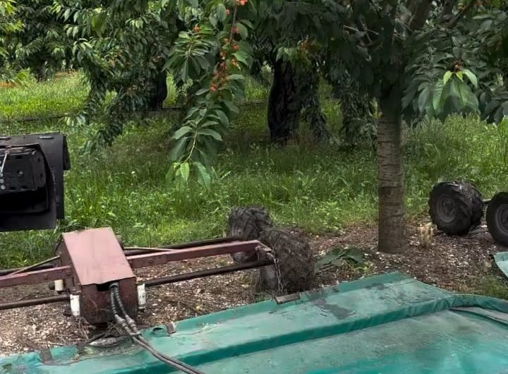 Royal Ann Cherries being mechanically harvested