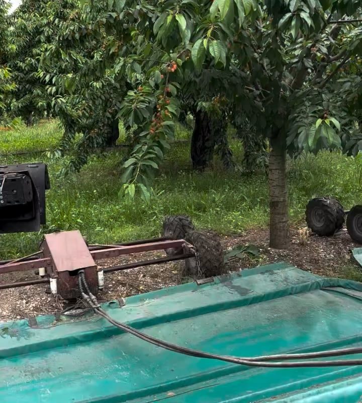 Royal Ann Cherries being mechanically harvested