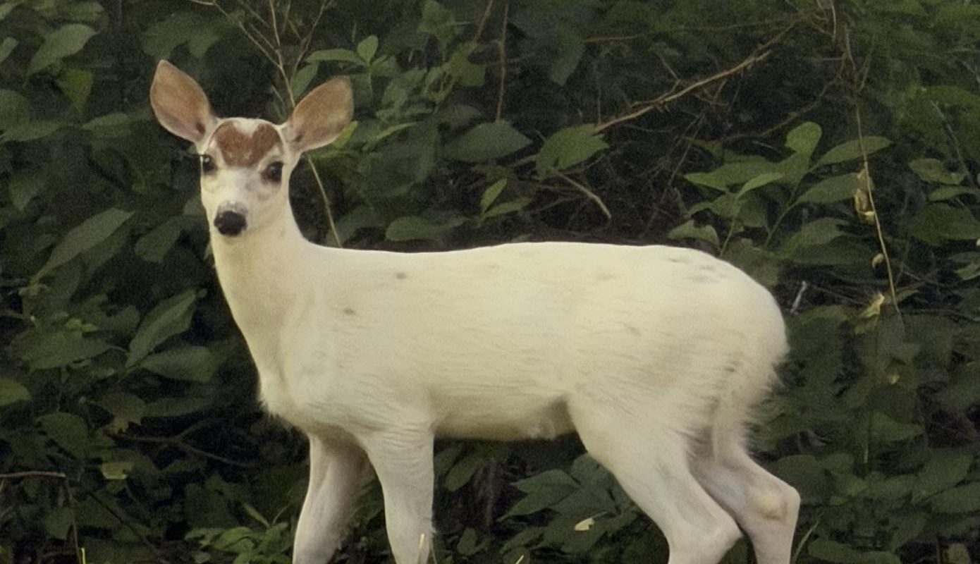 Saw this rare white deer with a heart-shaped marking on its forehead this morning.