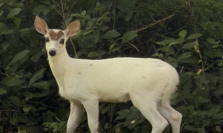 Saw this rare white deer with a heart-shaped marking on its forehead this morning.